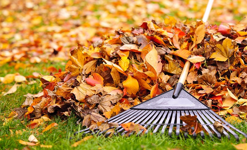 Pile of fall leaves with fan rake on lawn