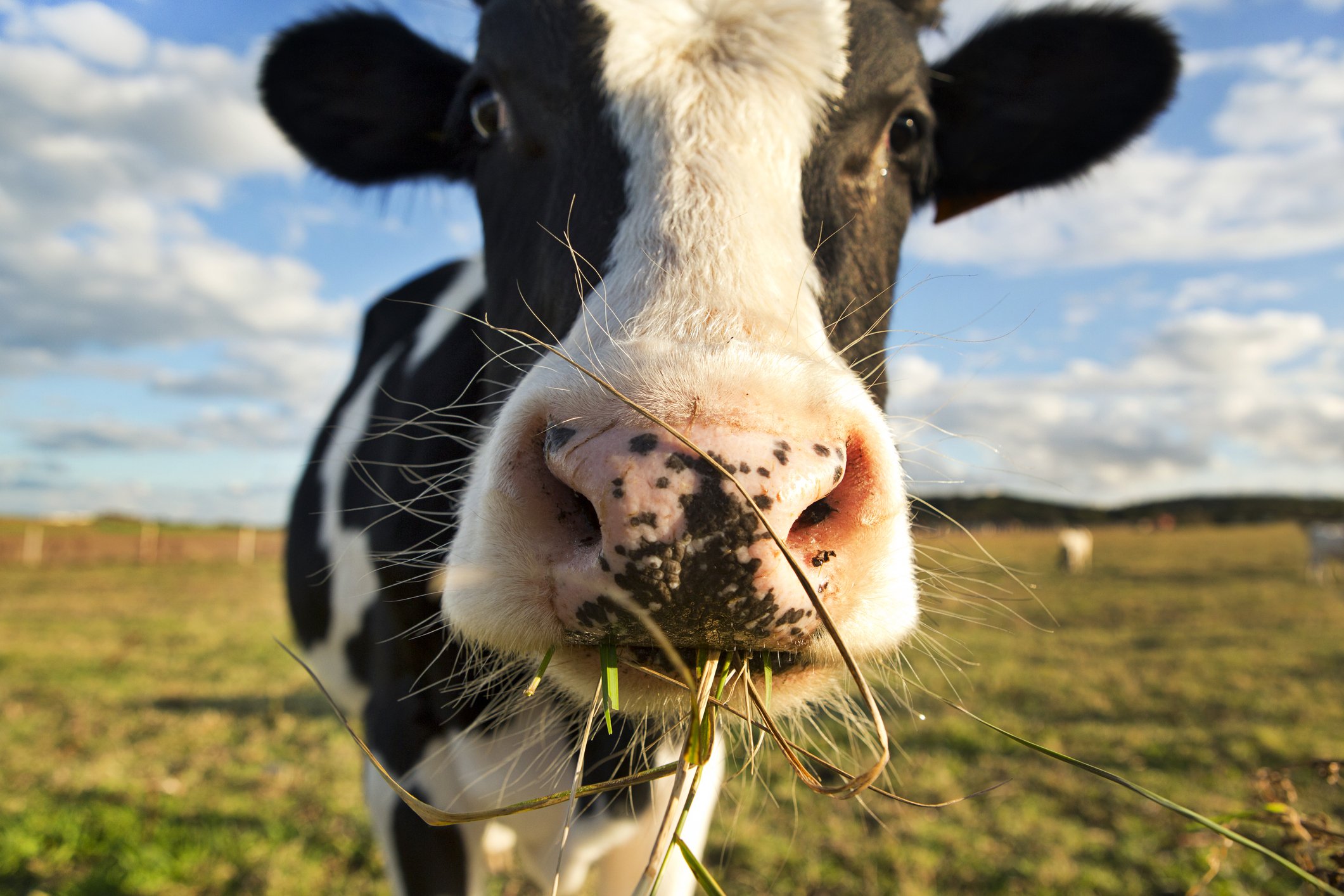 Dairy cow
