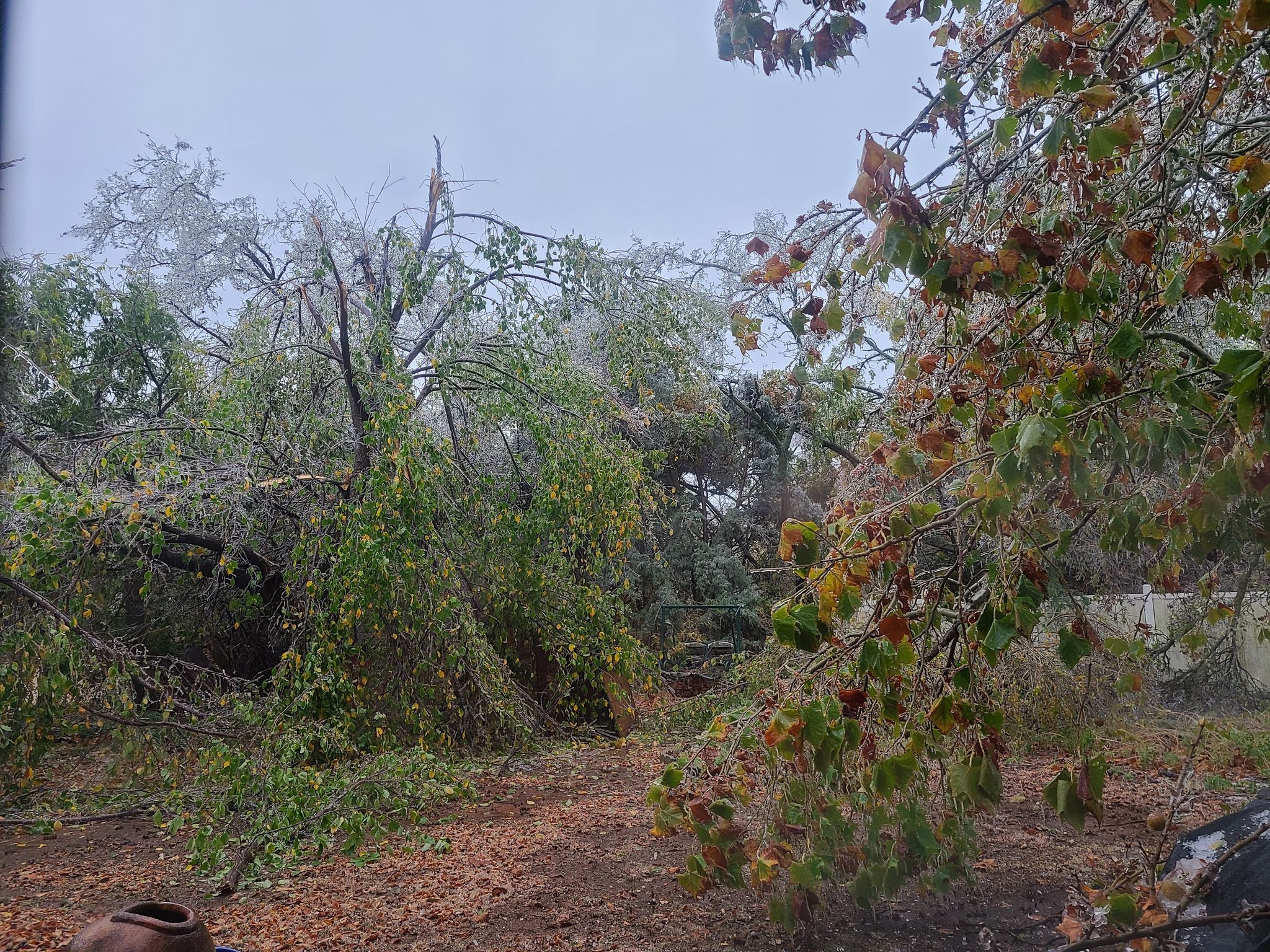 damaged tree
