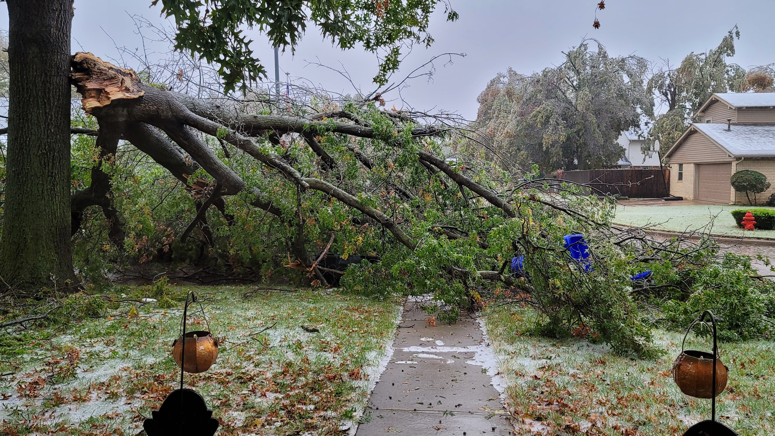 ice damaged tree